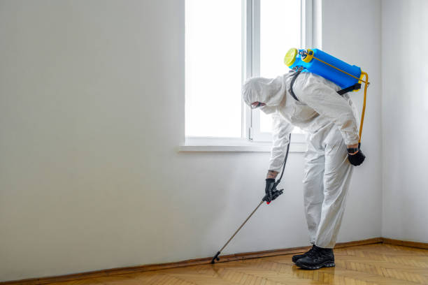 Best Flea Control Services  in Mayville, MI