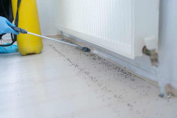 Best Cockroach Control Services  in Mayville, MI